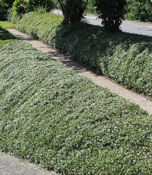 Cotoneaster procumbens 'Streib's Findling'